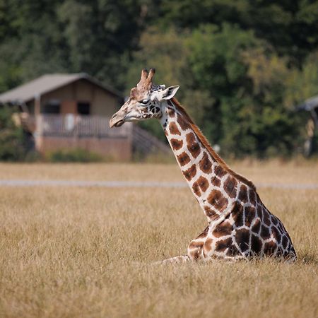 Hotel Knuthenborg Safaripark à Maribo Extérieur photo