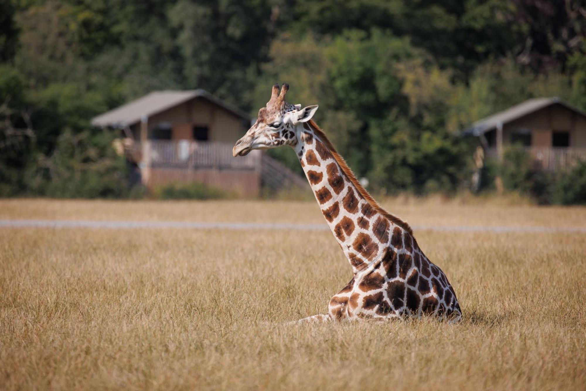 Hotel Knuthenborg Safaripark à Maribo Extérieur photo