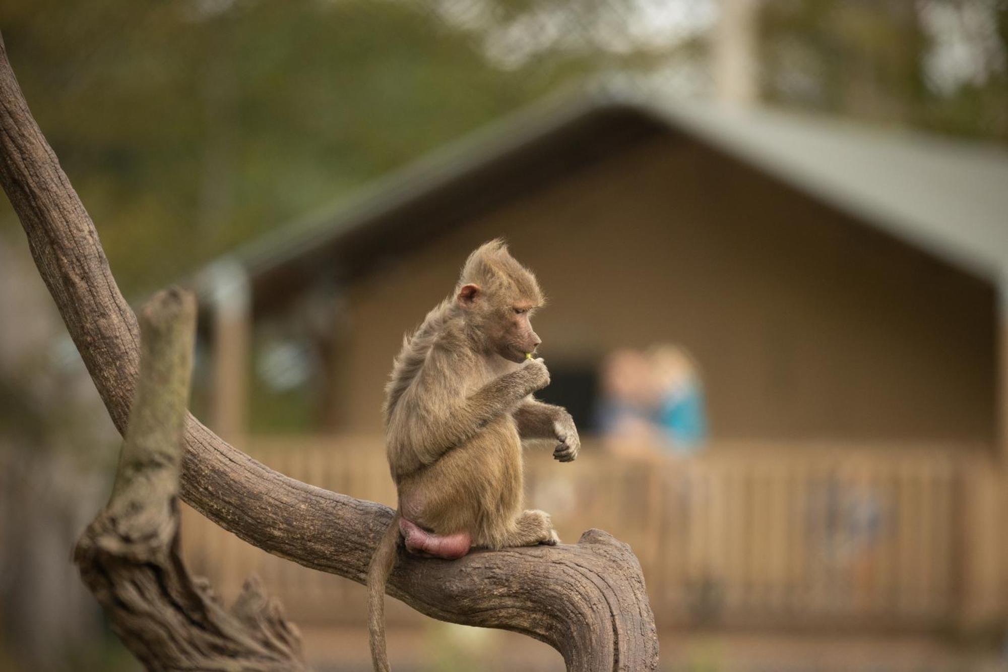 Hotel Knuthenborg Safaripark à Maribo Extérieur photo