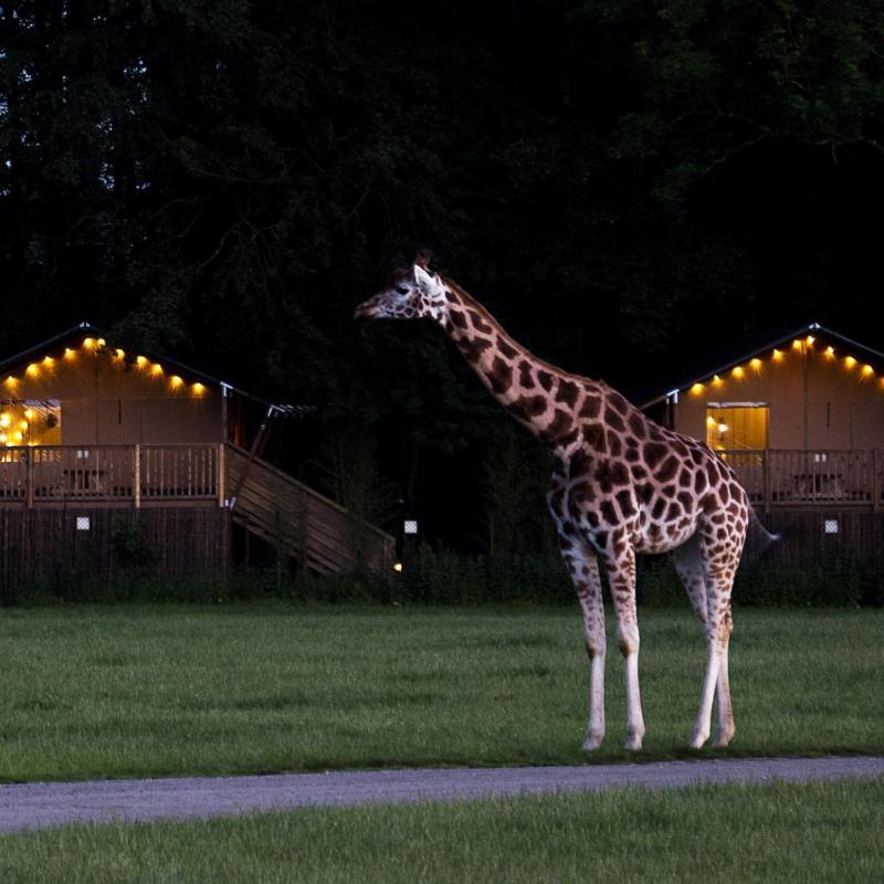 Hotel Knuthenborg Safaripark à Maribo Extérieur photo