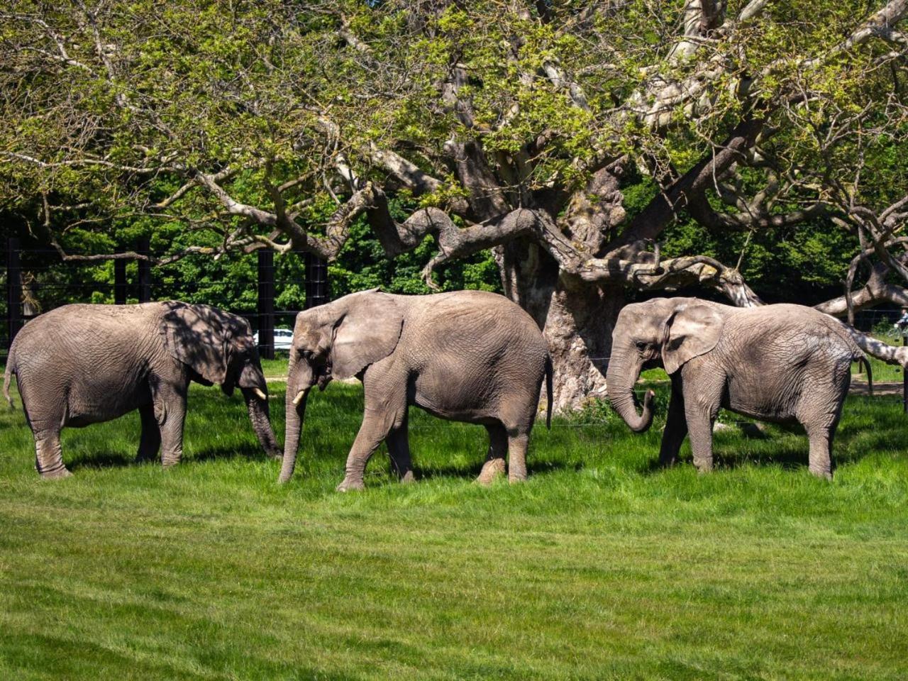 Hotel Knuthenborg Safaripark à Maribo Extérieur photo